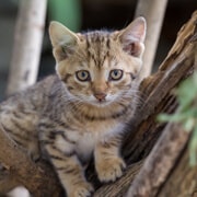 Pet-services-31-6-free-img.jpg